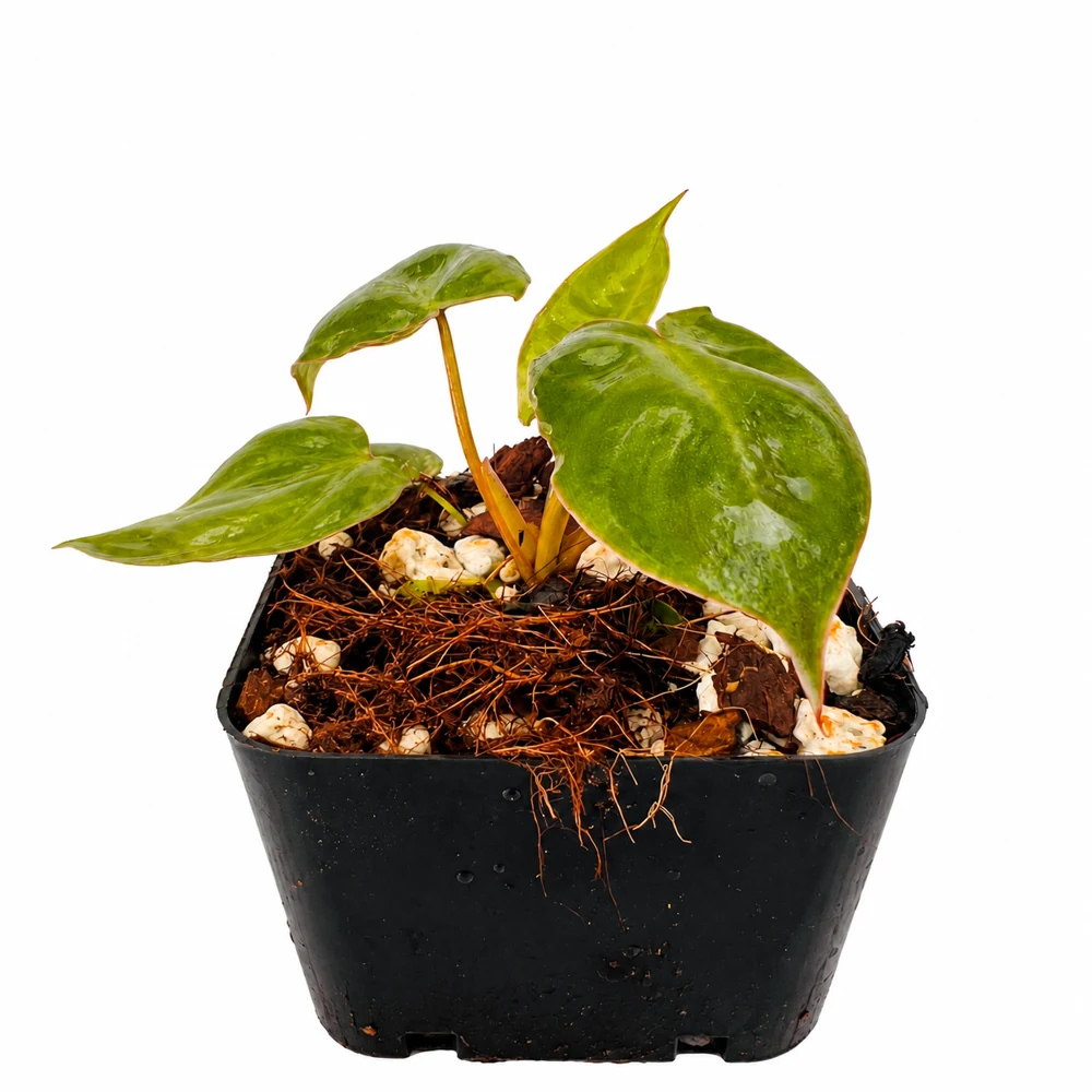 Philodendron billietiae, chico — Foto de catálogo · confirma el ejemplar actual