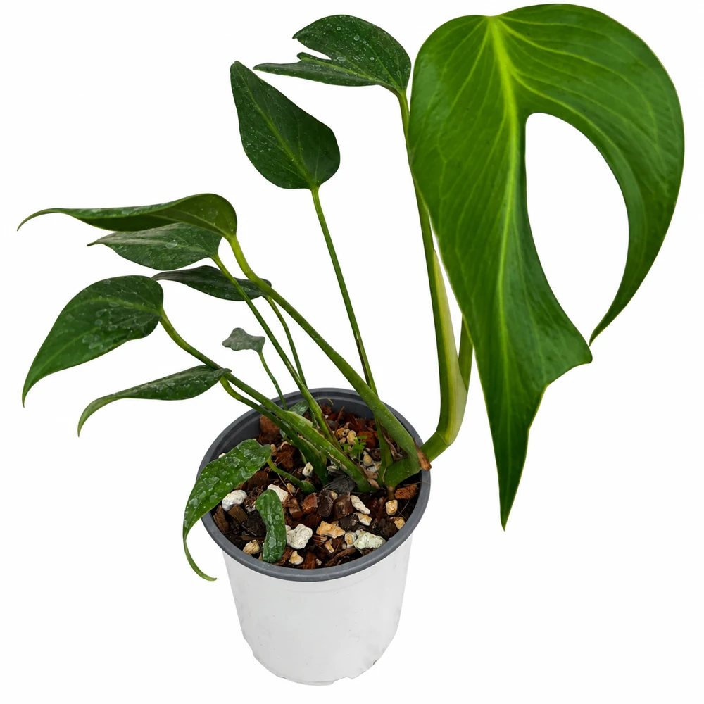 Monstera Burle Marx Flame, grande — Foto de catálogo · confirma el ejemplar actual