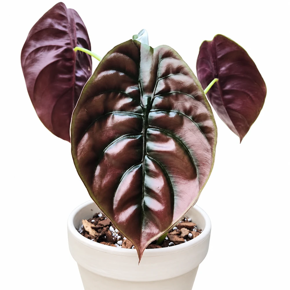 Alocasia cuprea Red Secret