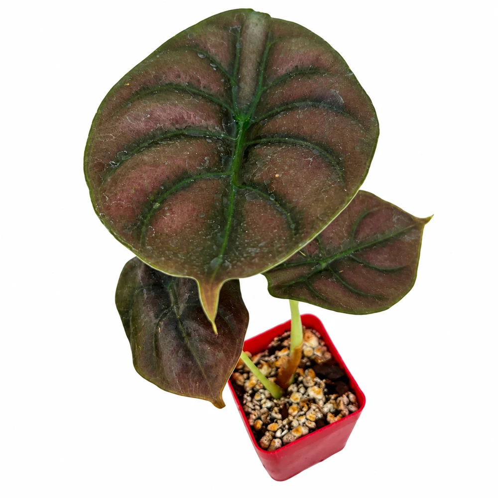 Alocasia cuprea Red Secret — Foto de catálogo · confirma el ejemplar actual
