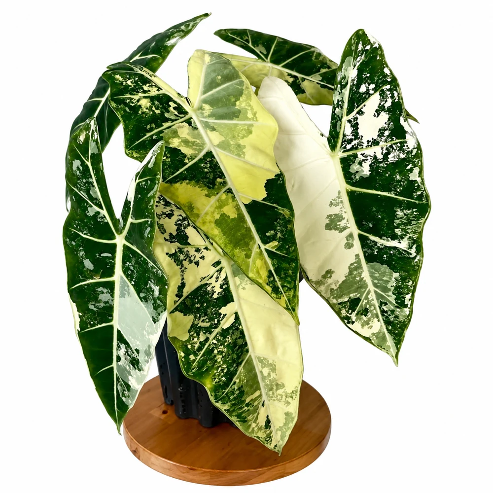 Alocasia Frydek variegada