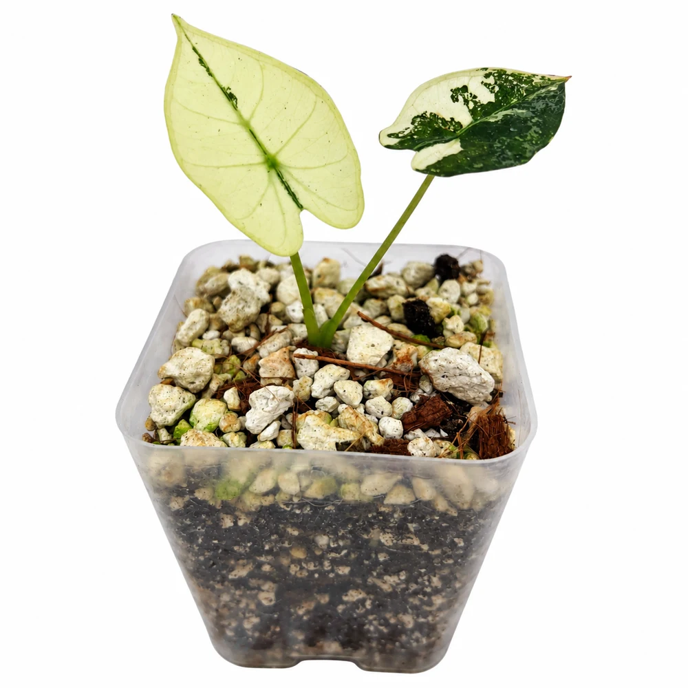 Alocasia Frydek variegada — Foto de catálogo · confirma el ejemplar actual