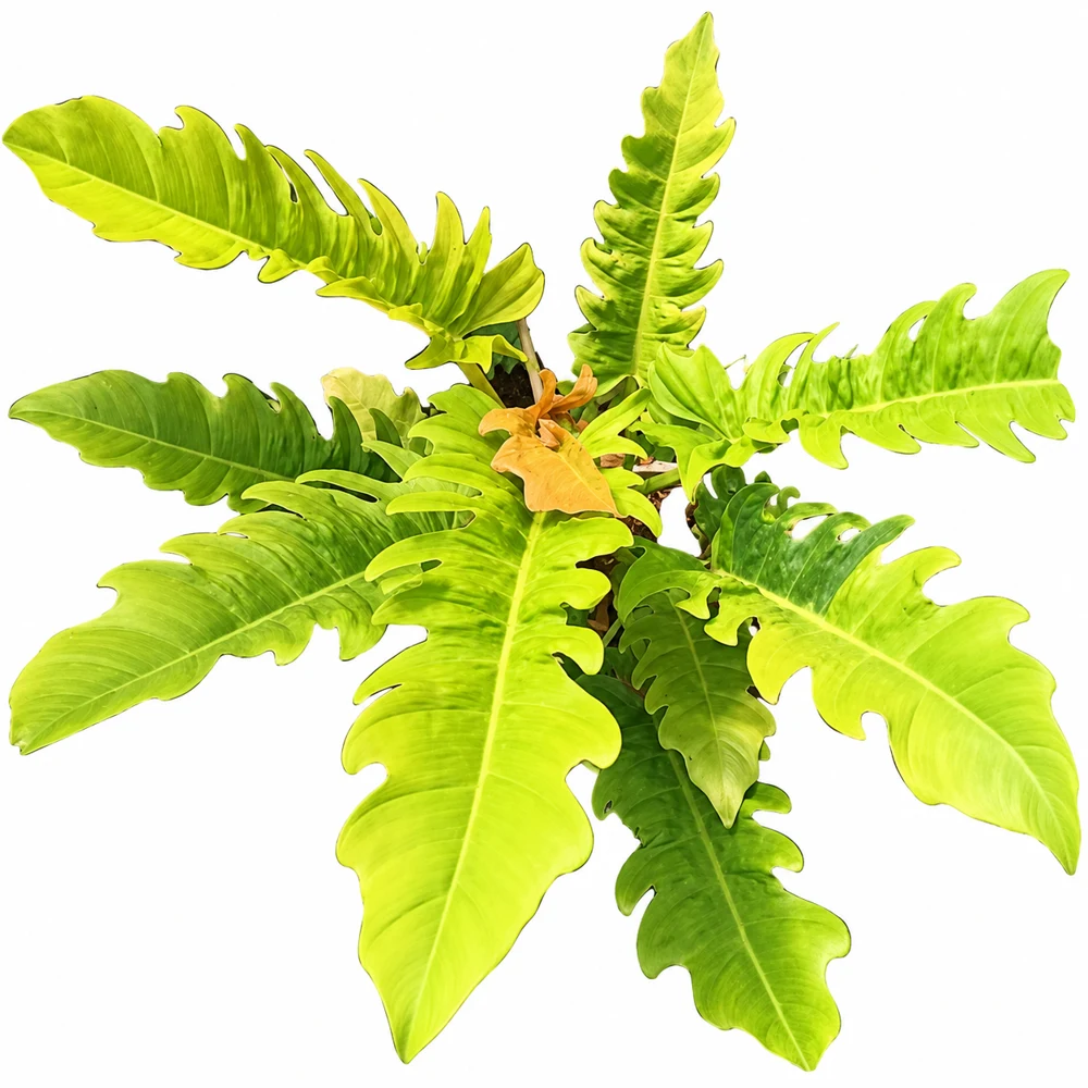 Philodendron Gergaji Golden 4″