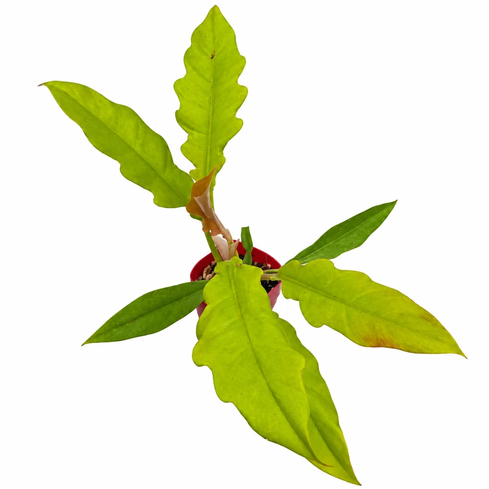 Philodendron Gergaji Golden 4″ — Foto de catálogo · confirma el ejemplar actual