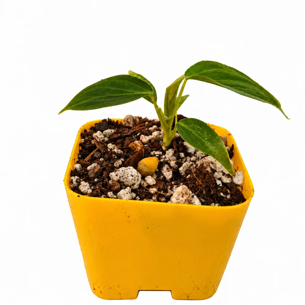 Philodendron Glorious — Foto de catálogo · confirma el ejemplar actual