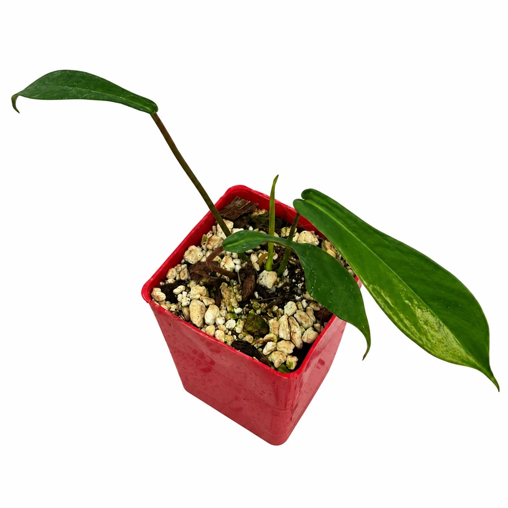 Philodendron joepii — Foto de catálogo · confirma el ejemplar actual