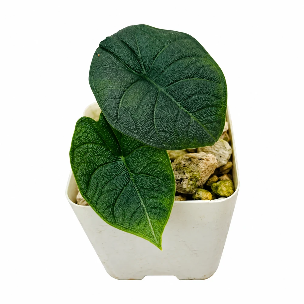 Alocasia melo — Foto de catálogo · confirma el ejemplar actual