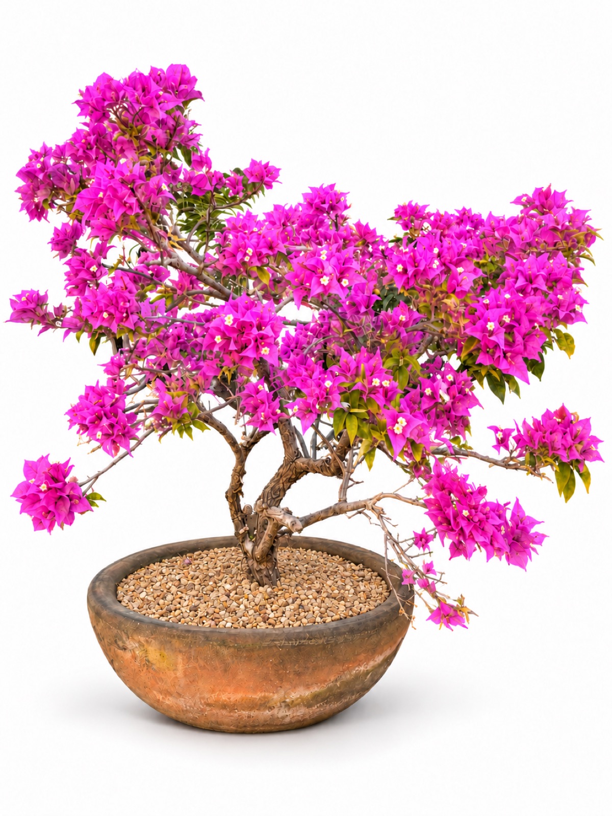 Buganvilia de flores magenta en su maceta original de terracota, sobre fondo blanco