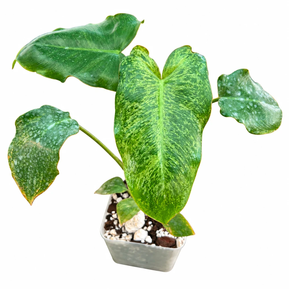 Philodendron Paraíso Verde — Foto de catálogo · confirma el ejemplar actual