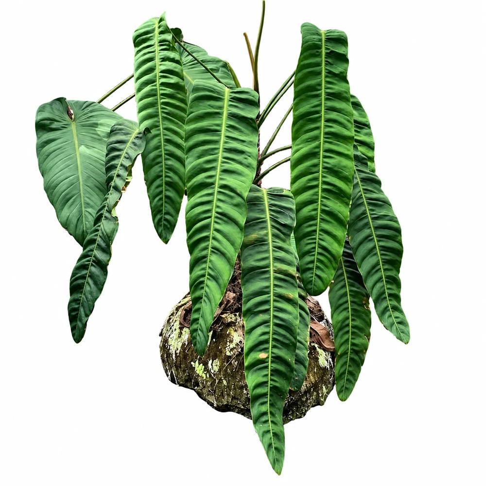 Philodendron patriciae