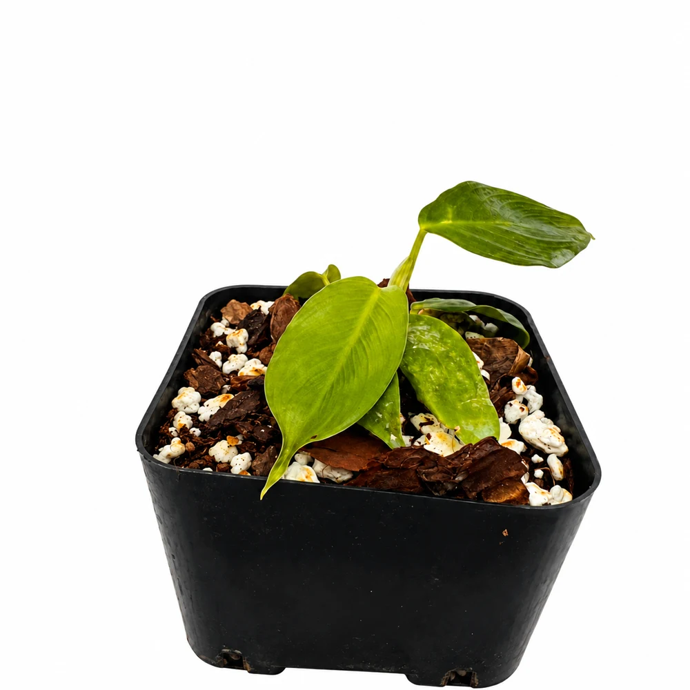 Philodendron patriciae — Foto de catálogo · confirma el ejemplar actual