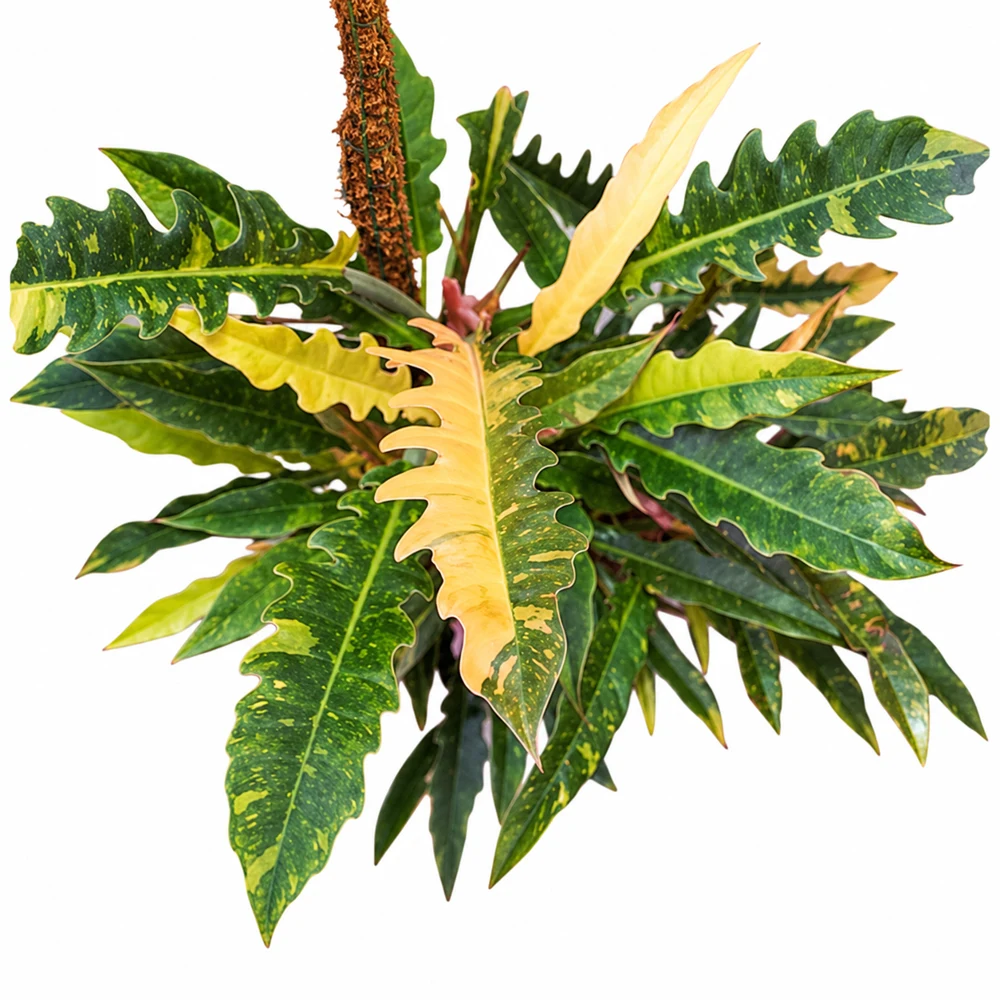 Philodendron Ring of Fire