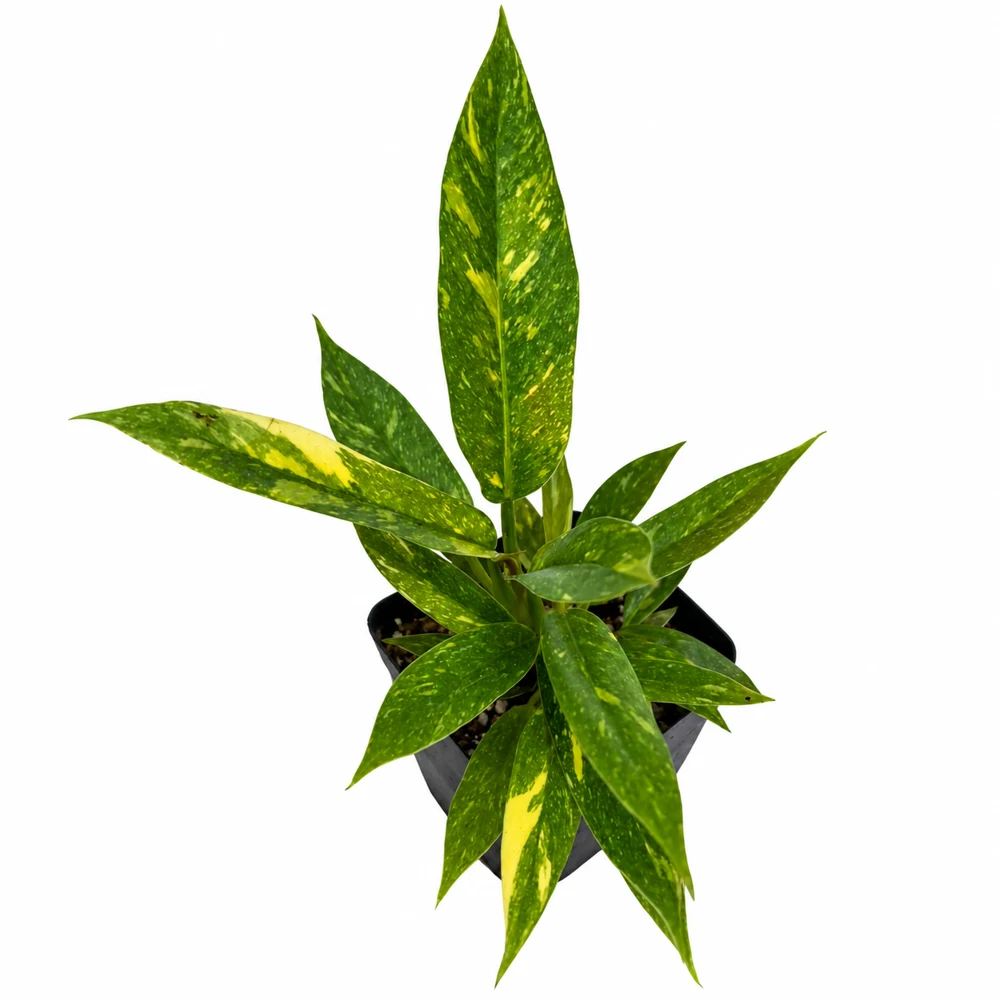 Philodendron Ring of Fire — Foto de catálogo · confirma el ejemplar actual