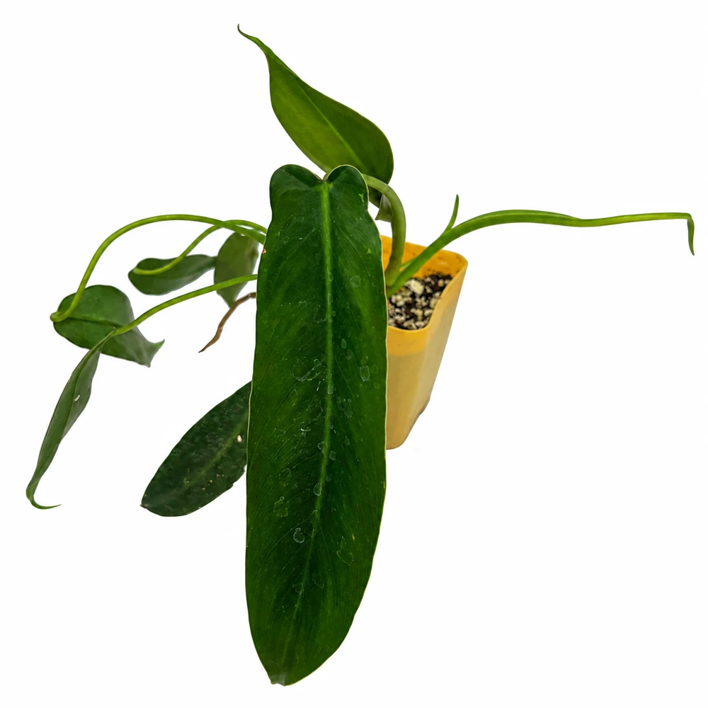Philodendron spiritus-sancti 5″ — Foto de catálogo · confirma el ejemplar actual