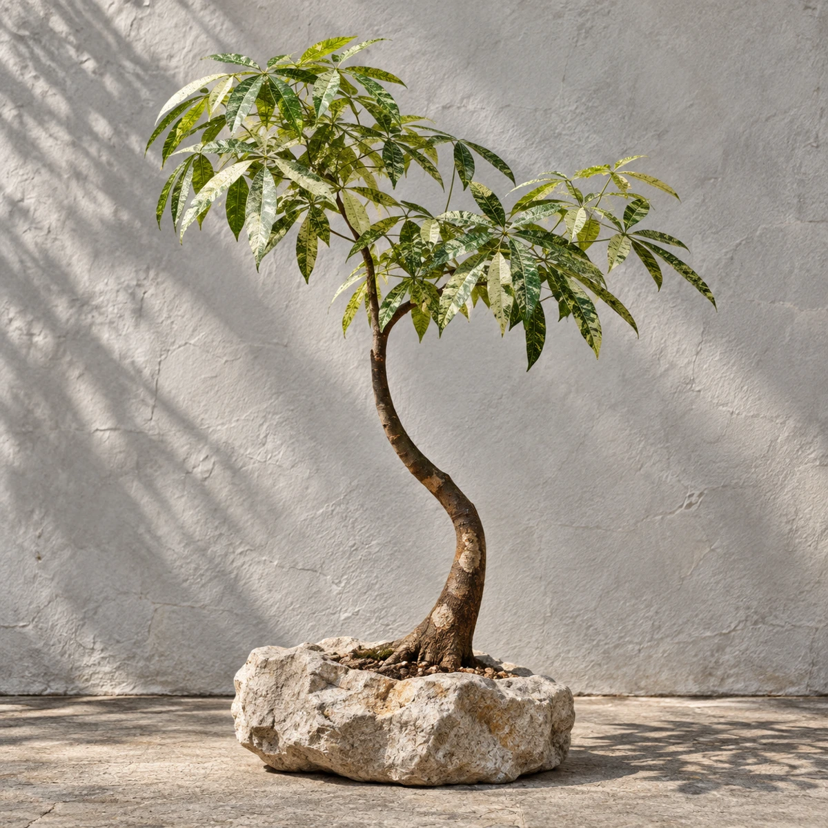 Composición botánica con tronco curvo y una base de piedra tallada