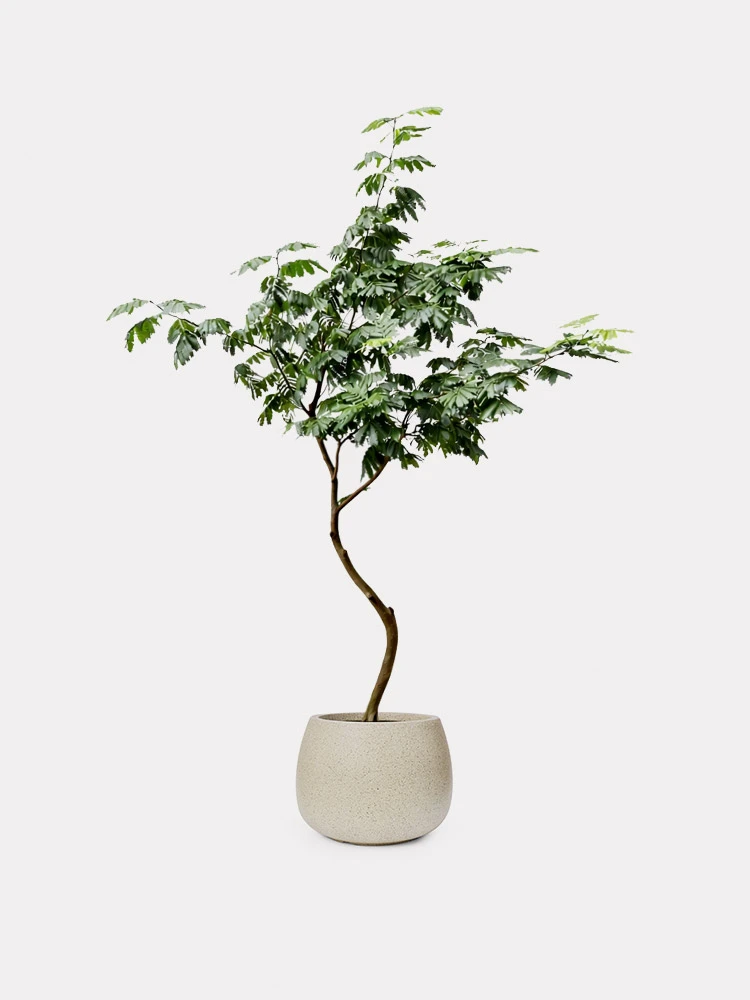 Everfresh japonés de tronco curvo en maceta decorativa, referencia de Plunt