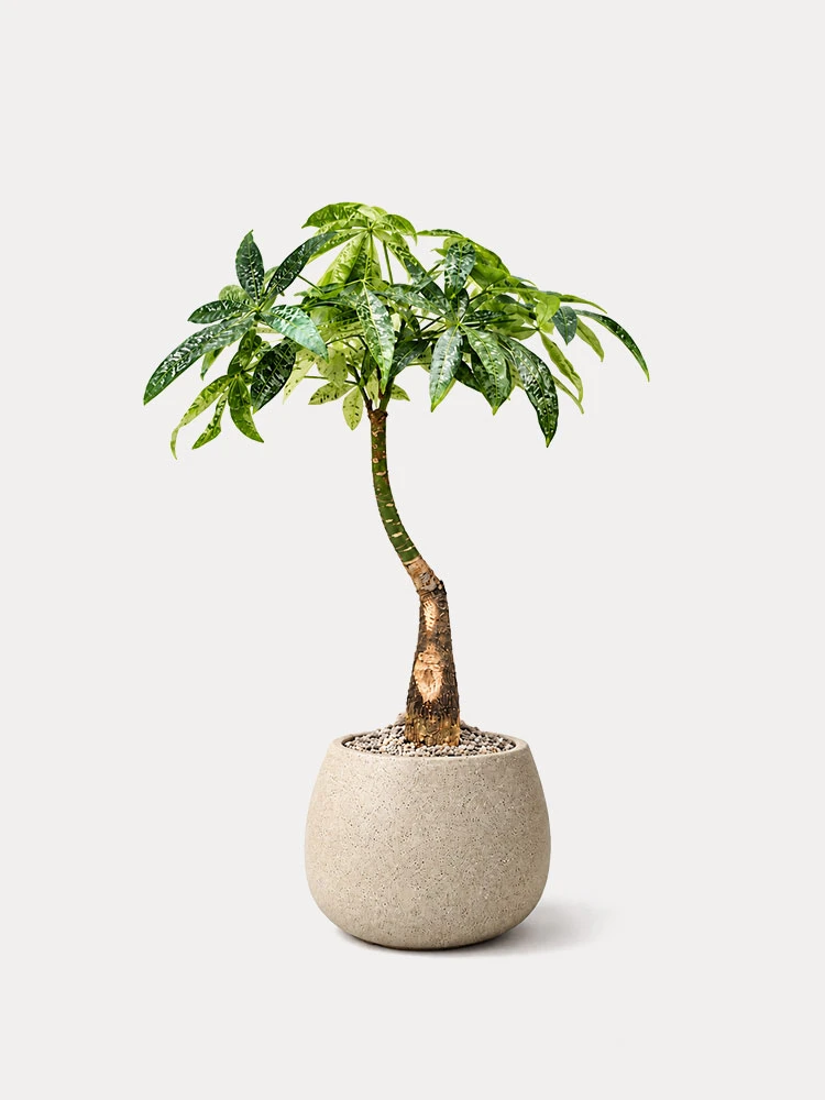 Pachira Milky Way en maceta decorativa, referencia de Plunt