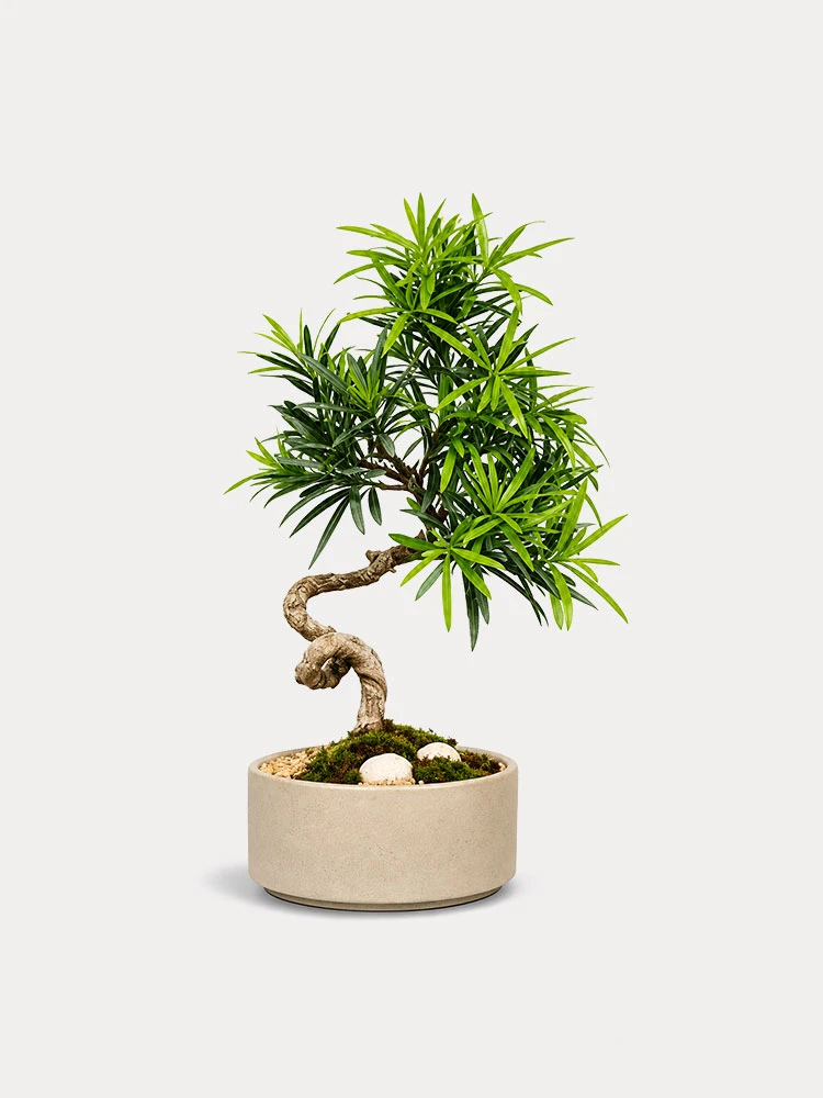 Podocarpus Bonsai en maceta decorativa, referencia de Plunt