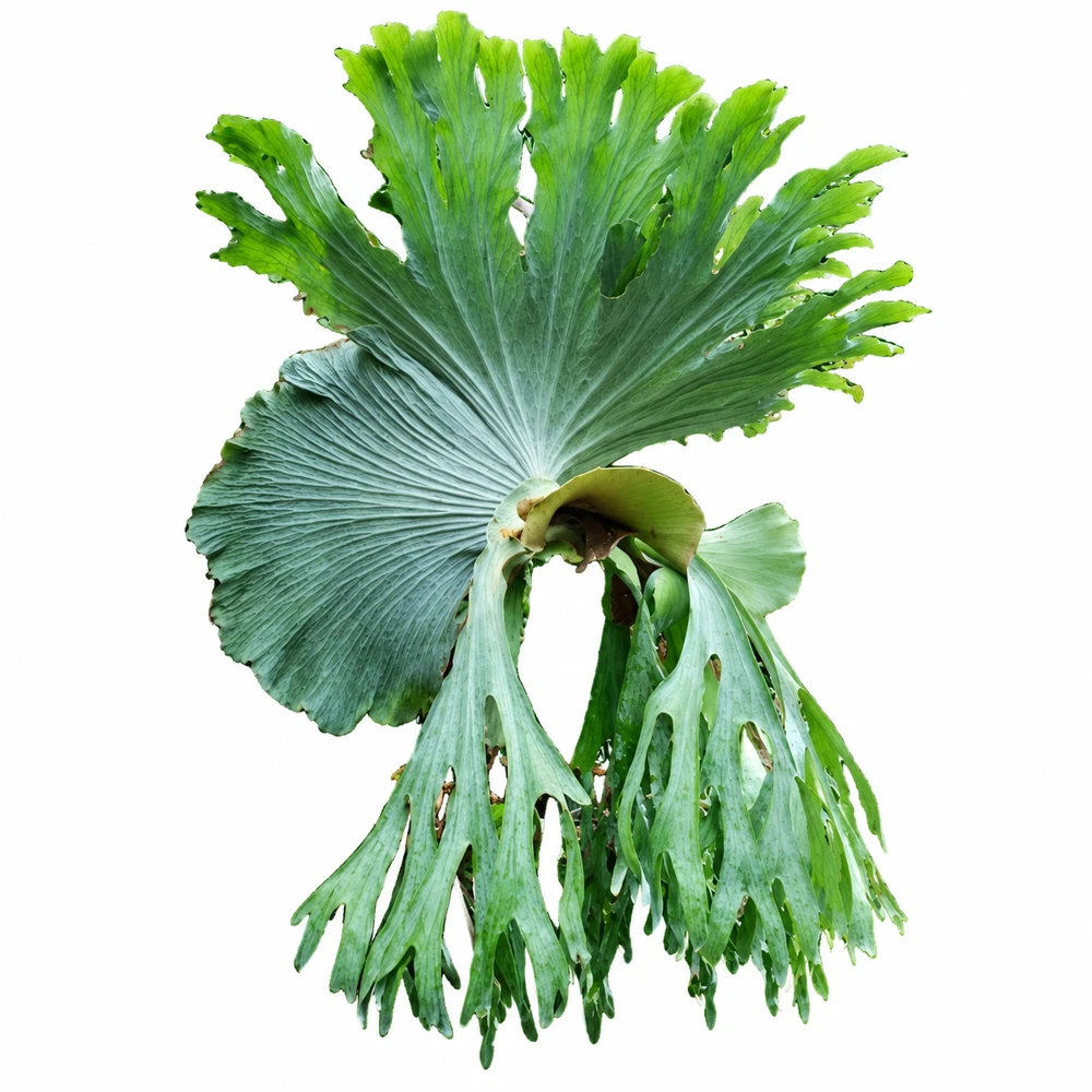 Platycerium superbum