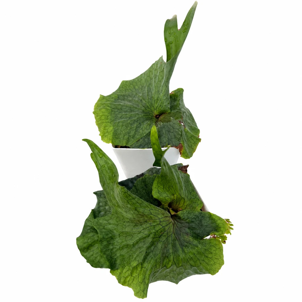 Platycerium superbum — Foto de catálogo · confirma el ejemplar actual